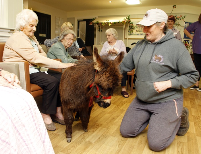 Miniature donkeys make big impression at Hartismere Place